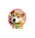 うちの愛犬しばいぬくん（個別スタンプ：10）
