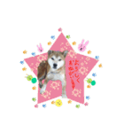 うちの愛犬しばいぬくん（個別スタンプ：11）