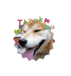 うちの愛犬しばいぬくん（個別スタンプ：13）