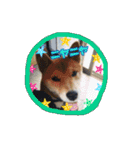 うちの愛犬しばいぬくん（個別スタンプ：14）
