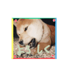 うちの愛犬しばいぬくん（個別スタンプ：15）
