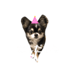 koro's stamp.（個別スタンプ：1）