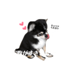 koro's stamp.（個別スタンプ：2）