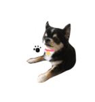 koro's stamp.（個別スタンプ：5）
