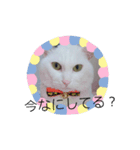 my cat shiro（個別スタンプ：1）