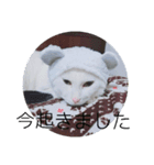 my cat shiro（個別スタンプ：2）