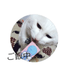 my cat shiro（個別スタンプ：3）