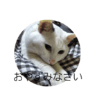 my cat shiro（個別スタンプ：4）