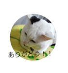 my cat shiro（個別スタンプ：5）