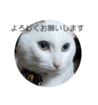 my cat shiro（個別スタンプ：6）