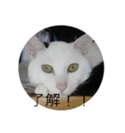 my cat shiro（個別スタンプ：7）