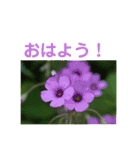 10月の野の花（個別スタンプ：2）