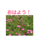 10月の野の花（個別スタンプ：7）
