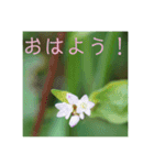 10月の野の花（個別スタンプ：12）