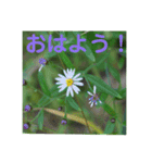 10月の野の花（個別スタンプ：16）