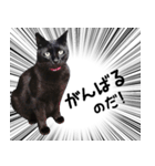 ドラマチック黒ねこ（個別スタンプ：3）