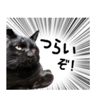 ドラマチック黒ねこ（個別スタンプ：9）