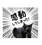 ドラマチック黒ねこ（個別スタンプ：12）
