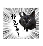 ドラマチック黒ねこ（個別スタンプ：19）