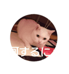 代弁するワンにゃん（個別スタンプ：1）