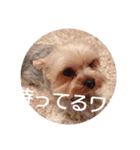 代弁するワンにゃん（個別スタンプ：2）