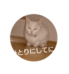 代弁するワンにゃん（個別スタンプ：4）