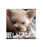 代弁するワンにゃん（個別スタンプ：7）