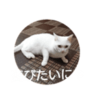 代弁するワンにゃん（個別スタンプ：8）