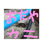 あの日の蟹（個別スタンプ：5）