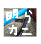 あの日の蟹（個別スタンプ：6）