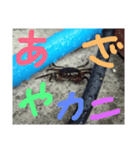 あの日の蟹（個別スタンプ：8）
