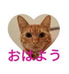 吾輩は『きん』である。（個別スタンプ：1）