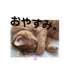 吾輩は『きん』である。（個別スタンプ：3）