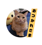 吾輩は『きん』である。（個別スタンプ：4）