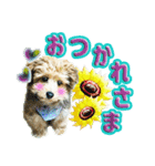ぼく、コハク。（個別スタンプ：3）