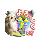 ぼく、コハク。（個別スタンプ：5）