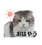 にゃんこスタンプ(実写)（個別スタンプ：1）