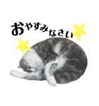にゃんこスタンプ(実写)（個別スタンプ：2）