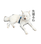 秋田犬こてつ君（日常編）（個別スタンプ：1）