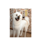秋田犬こてつ君（日常編）（個別スタンプ：4）