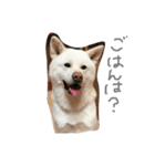 秋田犬こてつ君（日常編）（個別スタンプ：6）