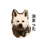 秋田犬こてつ君（日常編）（個別スタンプ：7）