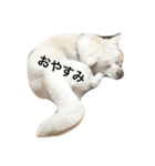 秋田犬こてつ君（日常編）（個別スタンプ：8）