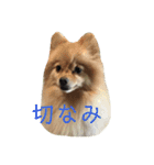 うちのこスタンプ～雑種とポメの日々～2（個別スタンプ：2）