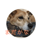 うちのこスタンプ～雑種とポメの日々～2（個別スタンプ：3）