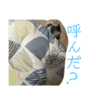 うちのこスタンプ～雑種とポメの日々～2（個別スタンプ：13）