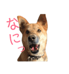 うちのこスタンプ～雑種とポメの日々～2（個別スタンプ：18）