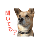 うちのこスタンプ～雑種とポメの日々～2（個別スタンプ：22）