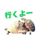 どうぶつ の きもち（個別スタンプ：1）