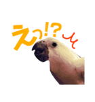 どうぶつ の きもち（個別スタンプ：3）